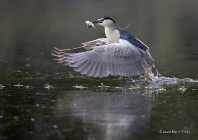 Bihoreau gris en pêche; Nycticorax nycticorax; // Black-crowned Night Heron in peach; Nycticorax nycticorax;