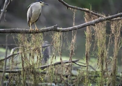 Bihoreau gris en pêche; Nycticorax nycticorax; // Black-crowned Night Heron in peach; Nycticorax nycticorax;