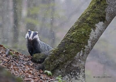 Blaireau européen; Meles meles sous la neige // European badger; Meles meles under the snow