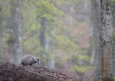 Blaireau européen; Meles meles sous la neige // European badger; Meles meles under the snow