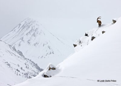 Bouquetin des Alpes; (Capra ibex); briançonnais