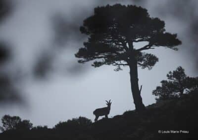 Espagne; catalogne; Parc naturel; El port; bouquetin espagne (Capra pyrenaica hispanica) // Spain; Catalonia; Natural park; El port; Spain ibex (Capra pyrenaica hispanica)