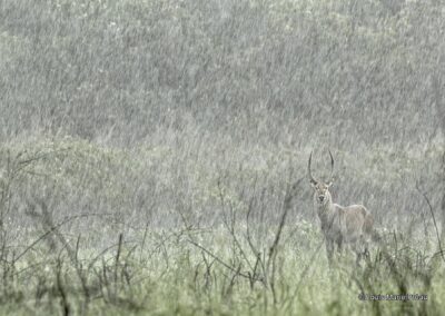 Afrique; Burundi; Ruvubu; Cobe à croissant; (Kobus ellipsiprymnus) sous une pluie torrentielle // Africa; Burundi; Ruvubu; Crescent crescent; (Kobus ellipsiprymnus)