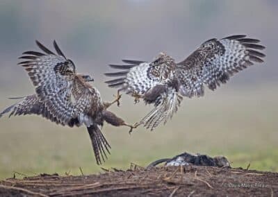 Buse variable (Buteo buteo); après les inondations, les buses, qui sont aussi charognardes, se battent pour un cadavre de ragondin // Common Buzzard (Buteo buteo) in combat