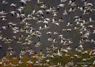 Canada; Québec; fleuve Saint Laurent; Oies des neiges; (Anser caerulescens) // Canada; Quebec City; St. Lawrence River; Snow geese; (Anser caerulescens)