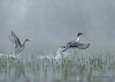 France; Maine et Loire; Anjou; BVA; Canard Pilet; Anas acuta // France; Maine et Loire; Anjou; BVA; Pintail Duck; Anas acuta