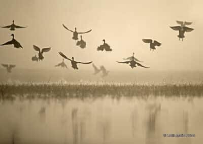 France; Maine et Loire; Anjou; BVA; Canard Pilet; Anas acuta // France; Maine et Loire; Anjou; BVA; Pintail Duck; Anas acuta