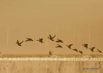 France; Maine et Loire; Anjou; BVA; Canard Pilet; Anas acuta // France; Maine et Loire; Anjou; BVA; Pintail Duck; Anas acuta