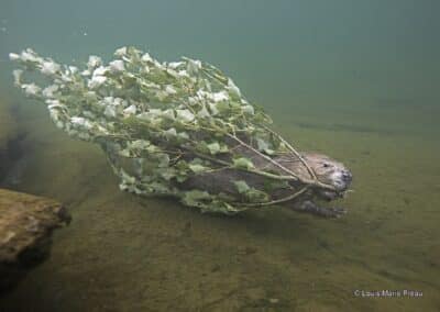 Castor d'Europe; Castor fiber; transporte une branche sous l'eau // European beaver; Castor fiber; carries a branch underwater