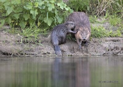 Castor d'Europe; Castor fiber; geste de tendresse avec le jeune // European beaver; Castor fiber;