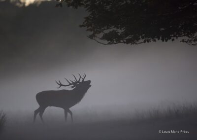 Cerf élaphe (Cervus elaphus) brame // Red deer (Cervus elaphus) belling