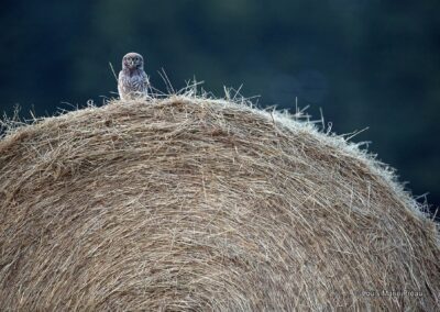 Chevêche d'Athéna (Athene noctua) // Little Owl (Athene noctua)