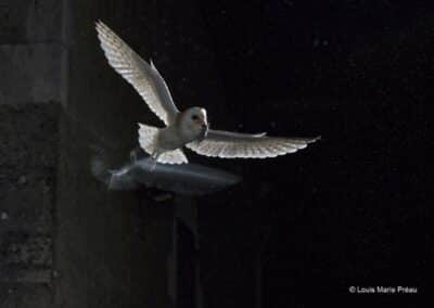 Effraie des clochers (Tyto alba) de retour de la chasse avec un campagnol // Western Barn Owl back from hunting with a vole