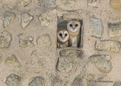 Effraie des clochers (Tyto alba) jeunes au nid // Western Barn Owl