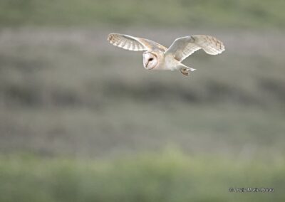 Effraie des clochers (Tyto alba) de retour de la chasse // Western Barn Owl back from hunting