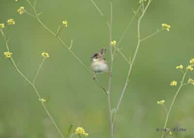 Cisticole des joncs; (Cisticola juncidis)