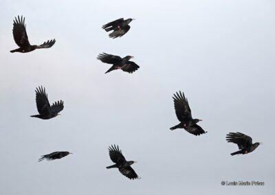 France; Bretagne; Crave à bec rouge (Pyrrhocorax pyrrhocorax) // France; Brittany; Red-billed Chough (Pyrrhocorax pyrrhocorax)