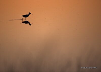 France; Vendée; Échasse blanche; Himantopus himantopus; // La France; Vendee; Black-winged Stilt; Himantopus himantopus;