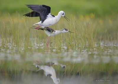 France; Vendée (85); Échasse blanche (Himantopus himantopus) accouplement // France; Vendee; Black-winged Stilt (Himantopus himantopus); coupling