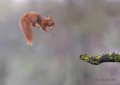 France, Maine et Loire (49), Ecureuil roux, saute (Sciurus vulgaris) // France, Maine et Loire, Squirrel (Sciurus vulgaris) skip