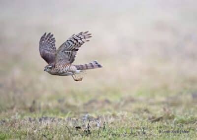 Épervier d'Europe (Accipiter nisus) en chasse // European Sharks (Accipiter nisus) hunting