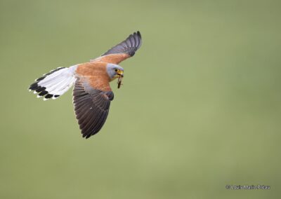 faucon crécerellette; Falco naumanni; en vol avec une courtilière