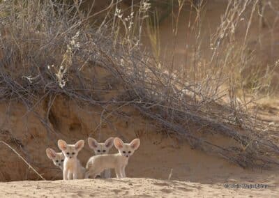 Sahara; jeunes fennec; (Vulpes zerda); NATURE IMAGES AWARDS 2016. // Sahara; Young fennec; (Vulpes zerda); NATURE IMAGES AWARDS 2016.