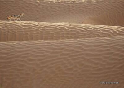 Afrique; Sahara; Fennec; (Vulpes zerda); Adulte dans la dune // Africa; Sahara; Fennec; (Vulpes zerda) Adult in the dune; Primée Italie Asferico 2019