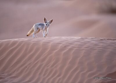 Sahara; Le Fennec Adulte en chasse dans les dunes; NATURE IMAGES AWARDS 2016. // Sahara; Fennec; (Vulpes zerda); Hunting on a dune; NATURE IMAGES AWARDS 2016.