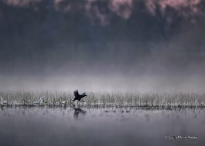 France; Maine et Loire (49); Foulque macroule; Fulica atra; Patrimoine mondiale de l'UNESCO; Parc Naturel Régional Loire Anjou Touraine;