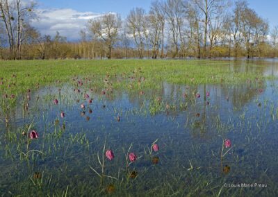 France; Maine et Loire (49); Anjou; Fritillaire pintade; Fritillaria meleagris; Patrimoine mondiale de l'UNESCO; Parc Naturel Régional Loire Anjou Touraine;