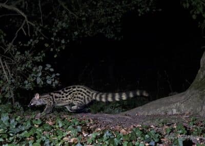 France; Pays de la Loire; Genette (Genetta genetta) // France; Pays de la Loire; Genet (Genetta genetta)