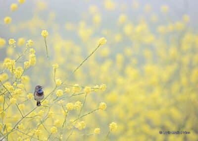 France; Vendée; Gorgebleue à miroir; Luscinia svecica; chante // La France; Vendee; Bluethroat; Luscinia svecica; sung