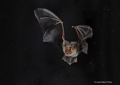 Grand murin (Myotis myotis)