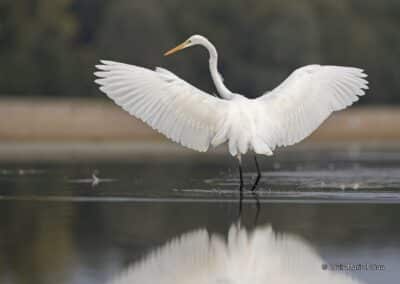 Grande aigrette (Egretta alba) sur la Loire Anjou en chasse // Great egret (Egretta alba) on the Loire Anjou