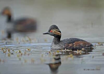 Grèbe à coup noir; (Podiceps nigricollis);