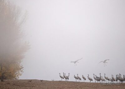 Grue cendrée; (Grus grus) hivernages Réserve naturelle nationale du val de Loire