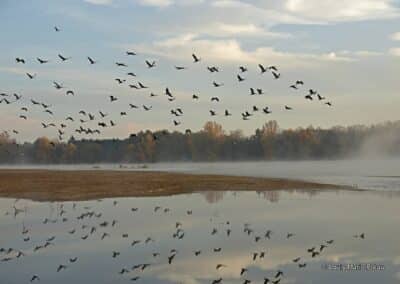 Grue cendrée; (Grus grus) hivernages Réserve naturelle nationale du val de Loire