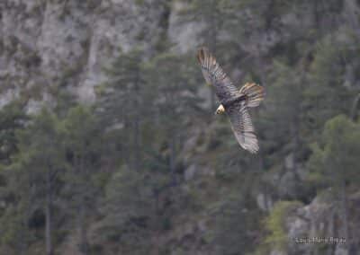 Espagne; catalogne; parc naturel; paysage; sierra del cadi; Cadi el moixero; gypaète barbu (Gypaetus barbatus) // Spain; Catalonia; natural park; landscape serra del cadi; Cadi el moixero; bearded vulture (Gypaetus barbatus)