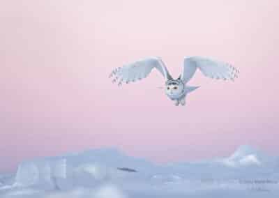 Harfang des neiges; Nyctea scandiaca; BBC 2007 // Snowy owl; Nyctea scandiaca; 1er prix oiseau Wildlife Photographer of the Year Compétition organisé par le BBC Wildlife Magazine et le Natural History Museum de Londres 2007
