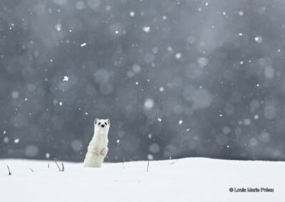 France; Haute Loire; Hermine; Mustela erminea; sous la neige // France; Haute Loire; Ermine; Mustela erminea; under the snow