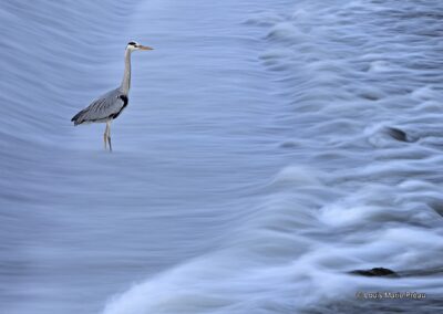 France; Maine et Loire(49); Héron Cendré; (Ardea cinerea) en pêche // France; Maine et Loire; Grey Heron; (Ardea cinerea)