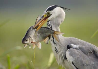 France; Maine et Loire(49); Héron Cendré; (Ardea cinerea) en pêche avec un poisson // France; Maine et Loire; Grey Heron; (Ardea cinerea) fishing with a fish