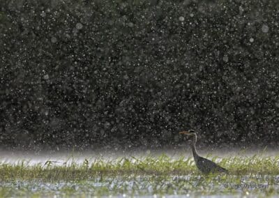 France; Maine et Loire (49); ; Héron cendré; (Ardea cinerea); sous une pluie torrentielle; Grey Heron;