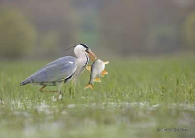 Héron Cendré; (Ardea cinerea) en pêche avec un poisson