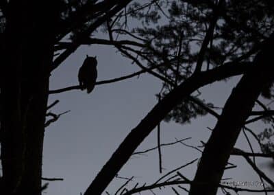 France; Vendée (85); Noirmoutier; Hiboux moyen duc (Asio otus) // France; Vendee; Noirmoutier; Long-eared Owl (Asio otus)