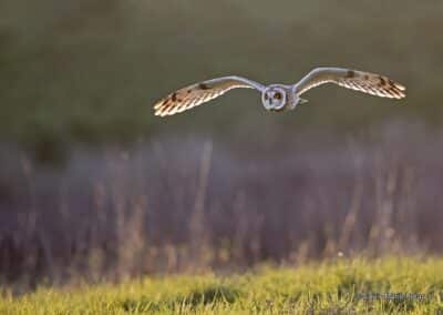 Hibou des marais; Asio flammeus; // Eared owl; Asio flammeus