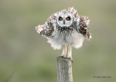 Hibou des marais; Asio flammeus; s'ébouriffant // Eared owl; Asio flammeus