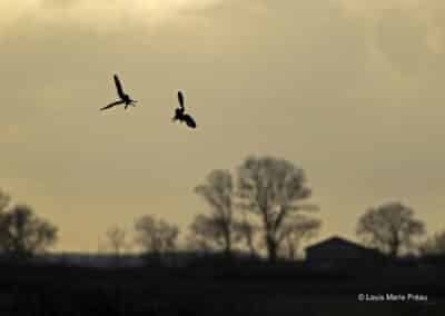 Hibou des marais; Asio flammeus; en parades // Eared owl; Asio flammeus