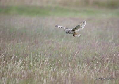 Pays de la Loire; Anjou; Hibou moyen duc; Asio otus, en chasse // Pays de la Loire; Anjou; Middle Owl Owl; Asio otus,